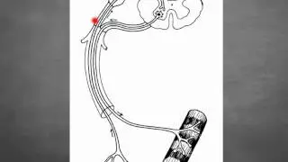 Reflex arcs