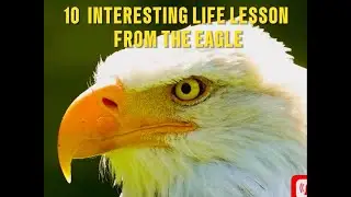 10 INTERESTING LIFE LESSONS FROM THE EAGLE
