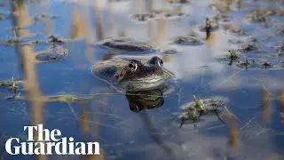 The Joy of Frogs:  a 360 film about the frog mating season