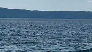 Delfine in der Adria vor der K&uuml;ste von Igrane