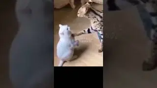 【調子乗りすぎたんやな】#ねこ #猫 #ネコ #彼女 #アフレコ #comedy #誤解 #shorts #コント #怒り
