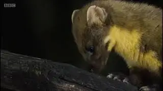Winterwatch 2022 - Pine martens