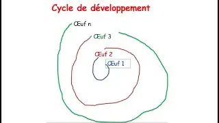 Cycle de développement chez les  algues