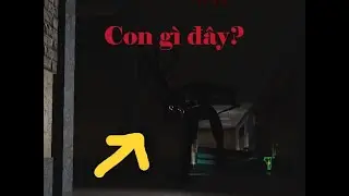 Con quái gì thế này?
