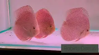 Leopard Snakeskin Discus fish | LSS Discus fish