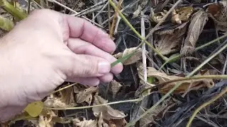 Soybean Farming | Beans Mature and Cover Crops Emerge | Field Tracker 2020 Episode 4