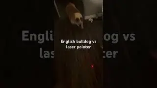 Meatball the dog #fails chasing laser pointer #laser #dog #funny #pet #fail