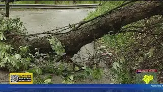 Local Officials Address Concerns About Downed Trees