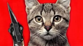 GMOD TTT FUNNY MOMENTS | CRAZY CAT (Garry's Mod Trouble in Terrorist Town) - SeaNanners