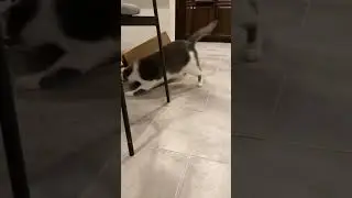 Cat vs Paper bag🤣
