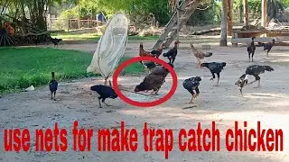 Use nets for make trap - How to make trap catch chicken