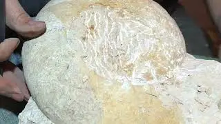 Ammonite preparation with air scribe from Kimeridgium Aspidoceras