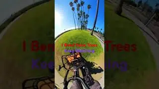 Bending Palm trees in chase Palm Park Santa Barbara