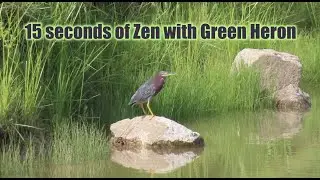 15 seconds of Zen with Green Heron 🦚