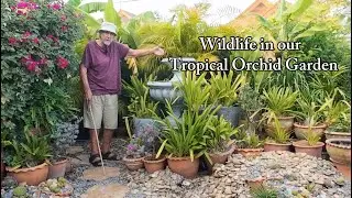 Thai Orchids 16a | Wildlife in our Tropical Orchid Garden | Part 1 of 3