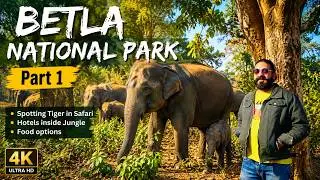 Tiger spotting in BETLA National Park - Jungle wildlife Safari - Betla Guesthouse , Palamu Jharkhand