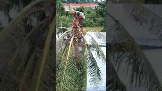 How to master of chainsaw cut a coconut tree #short #vuakhi