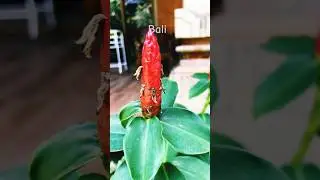 Bali garden