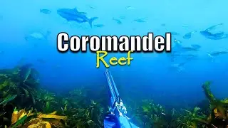 Spearfishing NZ, Exploring The Coromandel underwater. Kingfish, Trevally and John Dory