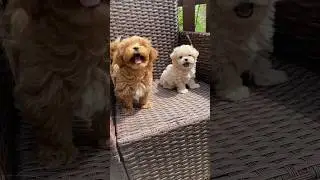 HILARIOUS CUTE PUPPY Duo🤣#funnyvideo #funnydogvideos #duo #shorts #talkingdog #dogs #funny
