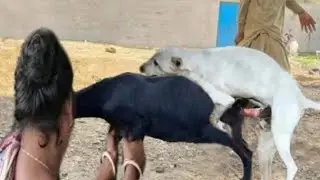 Dog Who Had 12 Puppies In The ShelterGets A Spa Day | The Dodo