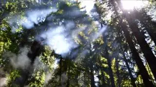 Anbessa - Wicked Man