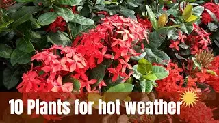 Plants for Hot Weather | 10 Plants for Hot Climates