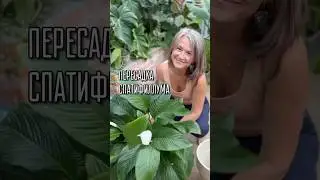 Спатифиллум