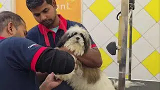 EDWARD'S 1st GROOMING ♥️✨️🐕🌻🥳🤭