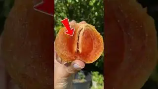 Sapodilla: The Caramel-Sweet Fruit You&rsquo;ve Been Missing Out On!
