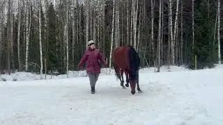 Beautiful Spanish Horse Ivon dances and listens to a person without a fence, whip and bridle