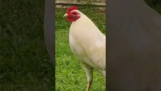Escolin white #shortvideo #rooster #shortviral #pets #birds