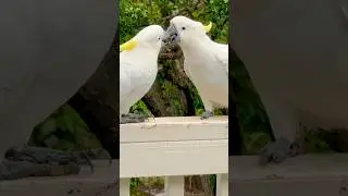 Staying Alive! The Bee Gees Birds | #birds #cockatoo #pairs #asmr