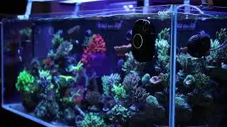 Reef Tank Glass Cleaning with MOAI Robot