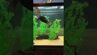 Meet Toe Sniffer, the endangered Fly River Turtle! #turtle #reptiles #fishkeeping