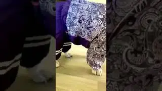 bulldog 💜 fashion show #shorts #frenchbulldog