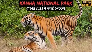 Kanha National Park || Mukki Zone || Kanha Tiger Reserve Safari || #tiger