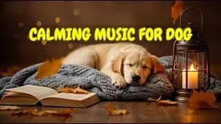12 HOURS of Dog Music for Calmer Home Alone Pets 🐶🎶 | Anti-Anxiety Melodies for Restful Nights