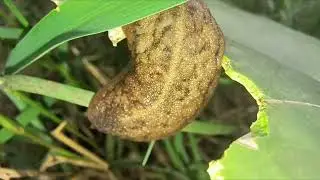 Tracking elusive insects and wild small animals in their habitat 