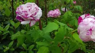 DAL GIARDINO de L' APE OPERAIA - Rosa Antica. VARIEGATA DI BOLOGNA