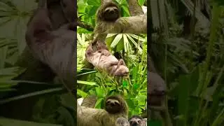 How Is This Sleeping Position Even Possible ?? Magical Sloth...😲 #shorts  #animals