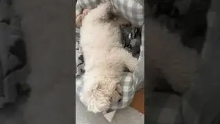 양동 멍이 #sheep #sleep #dog #pet #shorts #❤️