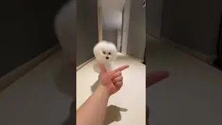 Woah 🐩 주인공은 사랑스러운 강아지 아라입니다.