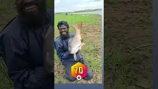 King of angler #rahufish #bigrohu #fishing #bigfishcutting #fishingkissing #angelrs #biggfish #love