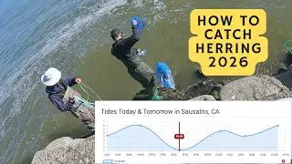 How to cast net for herring | 2026 San Francisco Herring Spawn
