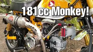 181cc Big Bore on the Honda Monkey!
