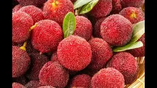 Bayberry s Health Benefits Uncovered