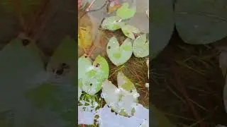 Daun teratai rusak