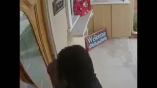 Dog breaks window