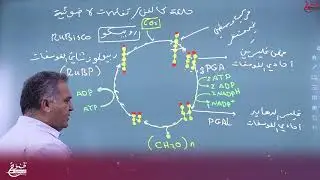 حلقة كالفن /التفاعلات اللاضوئية